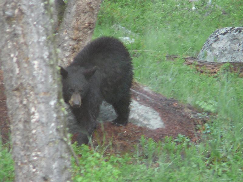Black bear cub 1.jpg - A young black bear is getting readyd to cross the road behind our van.